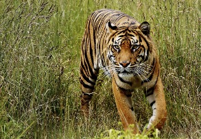tiger
